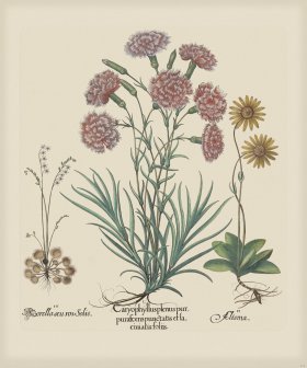 Besler 312 Colored B2