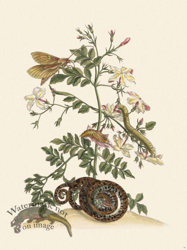 (image for) Merian Metamorphosis 46