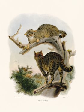 Elliot Cat 30 problem