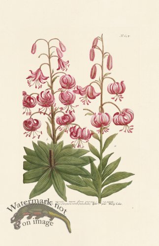 (image for) Weinmann PL 658