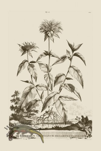 (image for) Abraham Munting 121