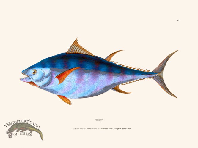 (image for) 018 Tunny