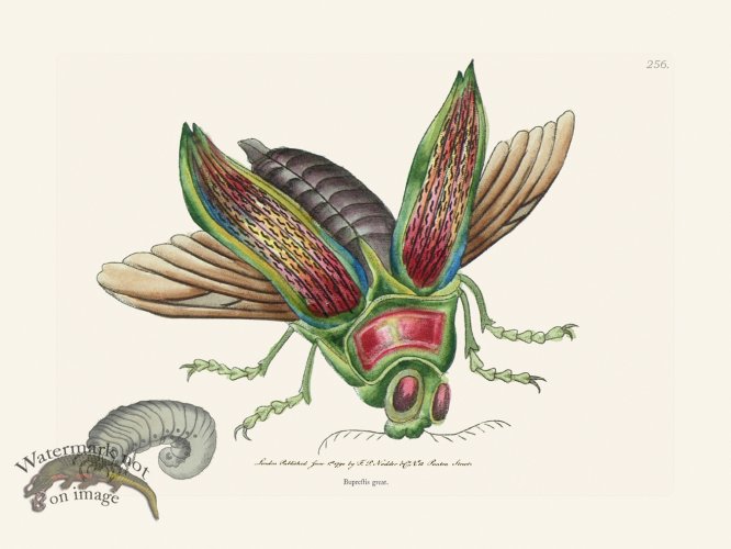 (image for) 256 Buprestis Great