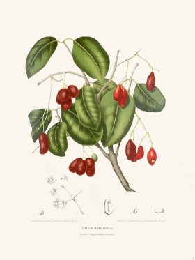 Horticulture of Java 31