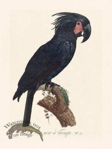 Barraband Parrot 012