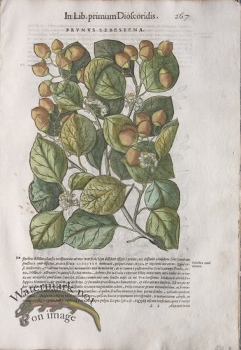 (image for) WB Botanicals 42