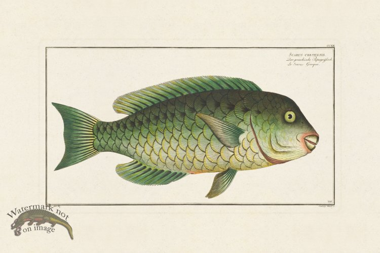 (image for) BLOCH FISH 220