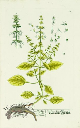 (image for) Blackwell German 051