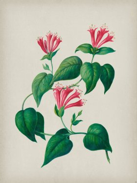 Andean Botanicals 032