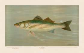 (image for) Striped Bass