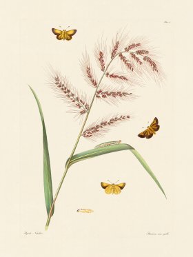 Abbot Butterfly 017