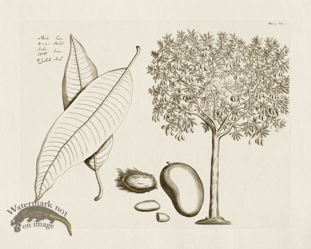 (image for) HORTUS VOL 04 01