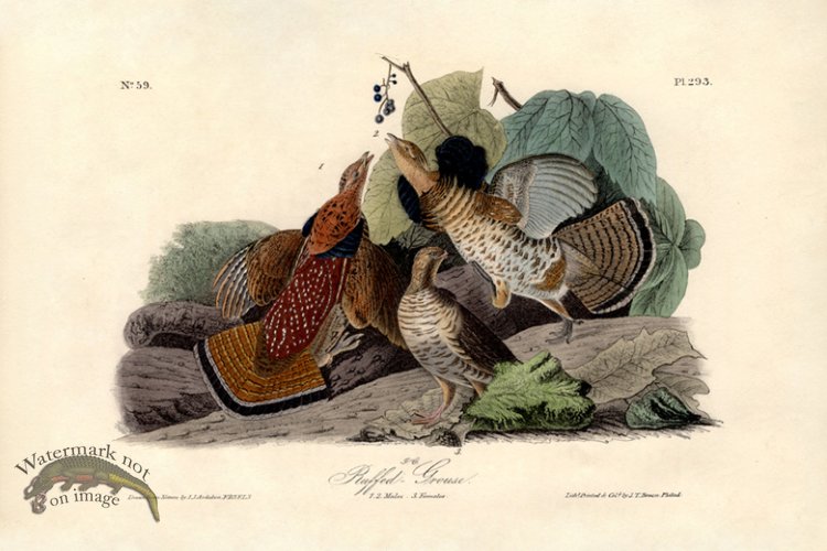 (image for) Ruffed Grouse