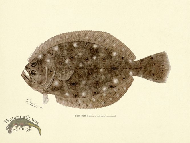 (image for) Flounder