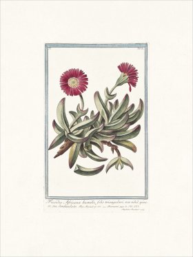 Bonelli 084 seu denticulato