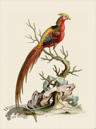 (image for) Edwards 068 Painted Pheasant 