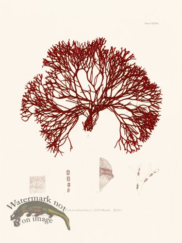 (image for) Bradbury Seaweed 082