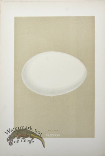 (image for) Morris_Eggs_26