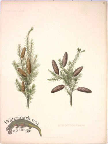 (image for) Lawson Pine Cone 15