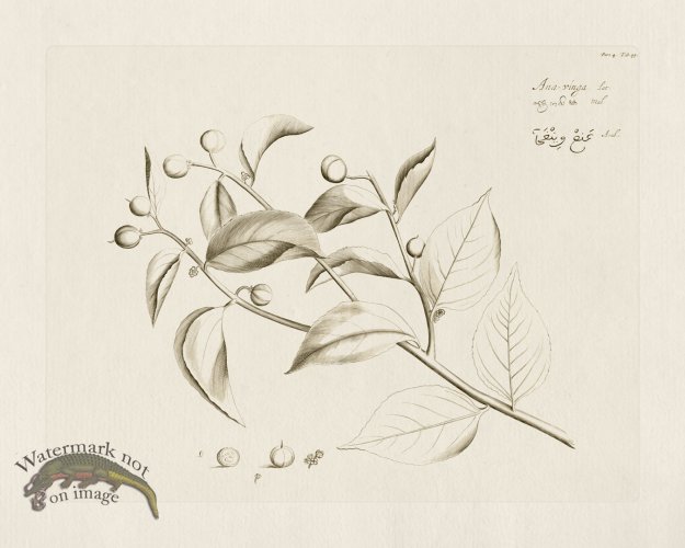 (image for) HORTUS VOL 04 49