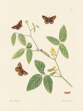Abbot Butterfly 022