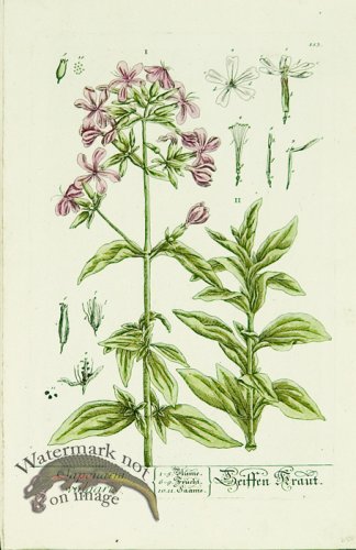 (image for) Blackwell German 161