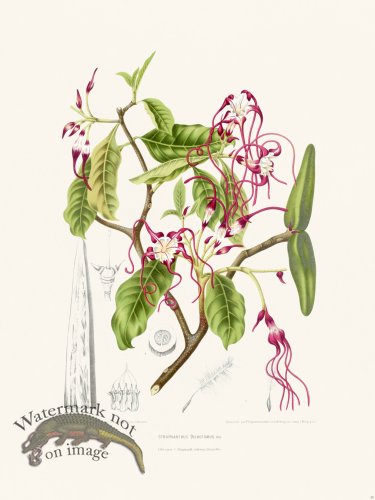 (image for) Horticulture of Java 24