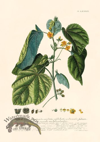 (image for) Trew Botanical 89
