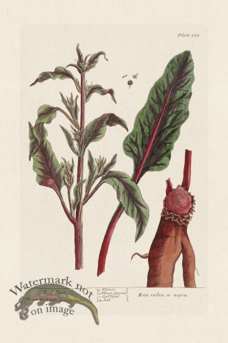 (image for) BEE 235 Red Beet