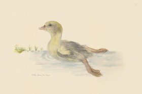 Rudbeck CFA 218 Gosling