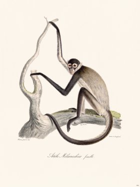 Cuvier 390 Melanocheir Atele