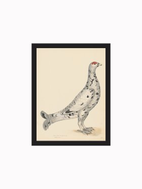 Rudbeck CFA_BF 17 BLACK GROUSE