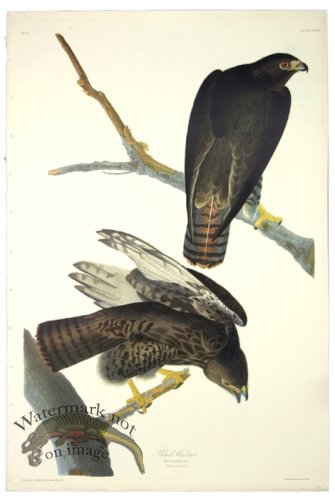 (image for) Black Warrior