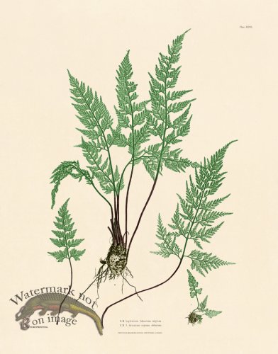 (image for) Bradbury Fern 27