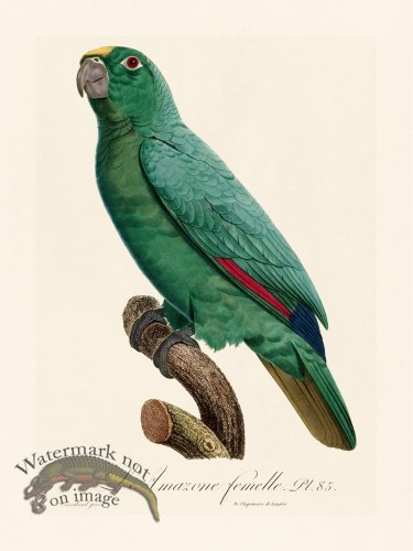 (image for) Barraband Parrot 085