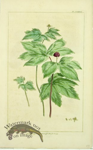 (image for) Philip Miller 115