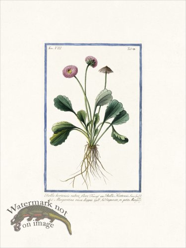 (image for) Bonelli V8 029