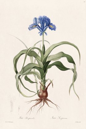 Les Liliacees Redoute 211