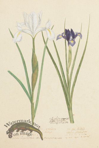 (image for) Blomboken 010