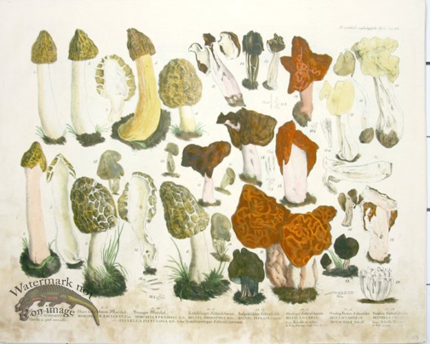 (image for) Mushroom Atlas 28