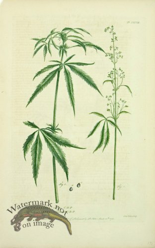 (image for) Philip Miller 032