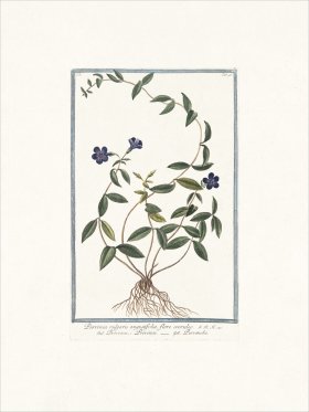 Bonelli 095 Periwinkle