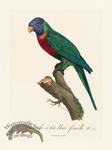 (image for) Barraband Parrot 025