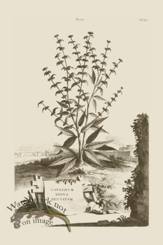 (image for) Abraham Munting 192