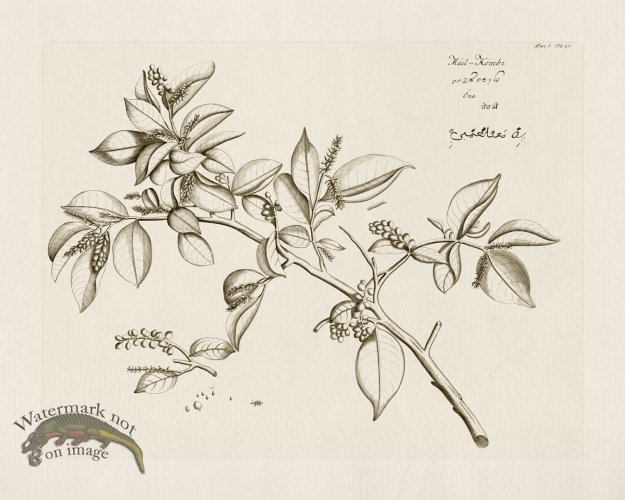 (image for) HORTUS VOl 05 26