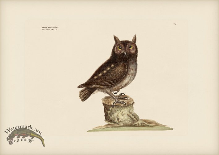 (image for) 007 Little Owl