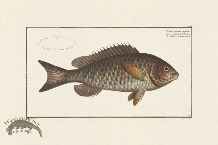 (image for) BLOCH FISH 230