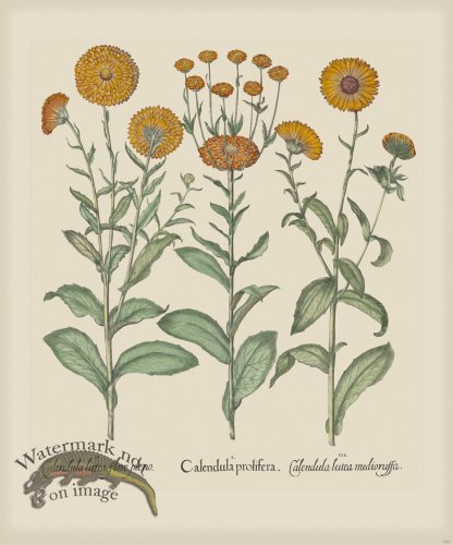 (image for) Besler 206 Colored B2