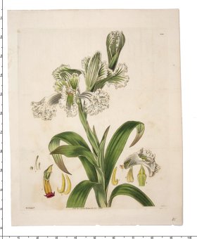 Curtis Botanical 080