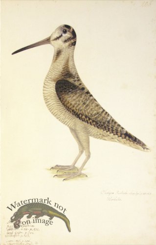 206 Swedish Birds . Scolopax Rusticola, Eurasian Woodcock